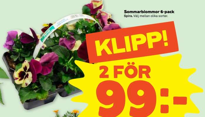 Sommarblommor 6-pack