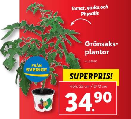 Grönsaksplantor