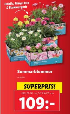 Sommarblommor