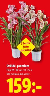 Orkidé, premium