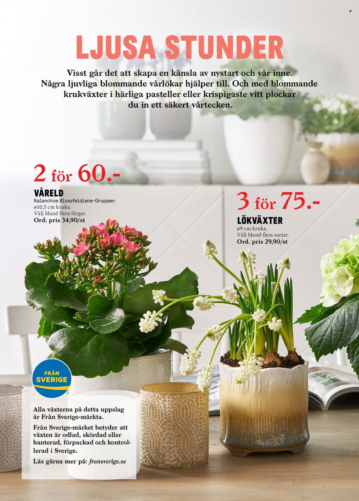 Blomsterlandet reklamblad - 24/1 2022 - 30/1 2022.